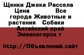 Щенки Джека Рассела › Цена ­ 10 000 - Все города Животные и растения » Собаки   . Алтайский край,Змеиногорск г.